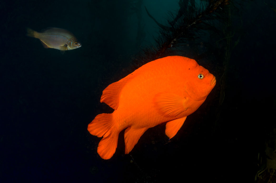 Hypsypops rubicundus TG_341_10.jpg