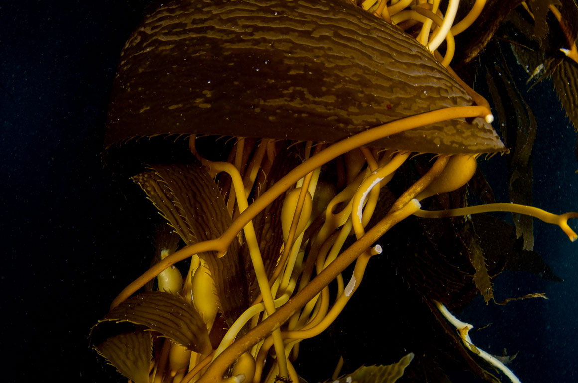 Macrocystis pyrifera TG_341_16.jpg