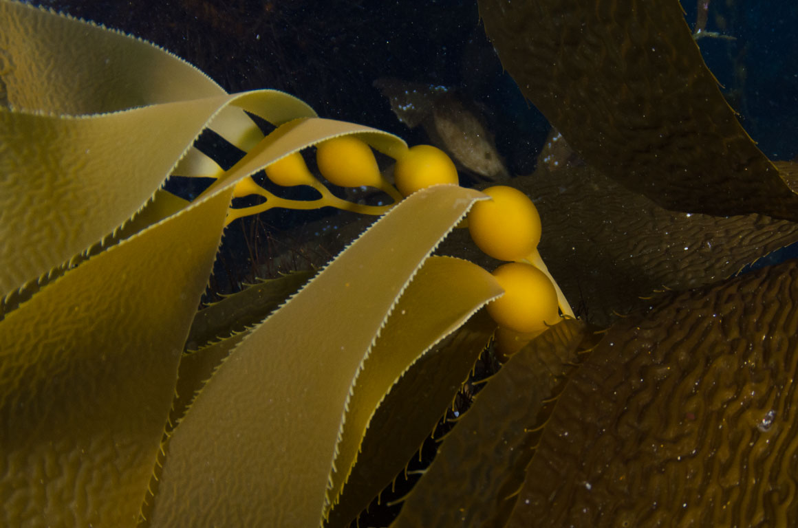 Macrocystis pyrifera TG_341_43.jpg