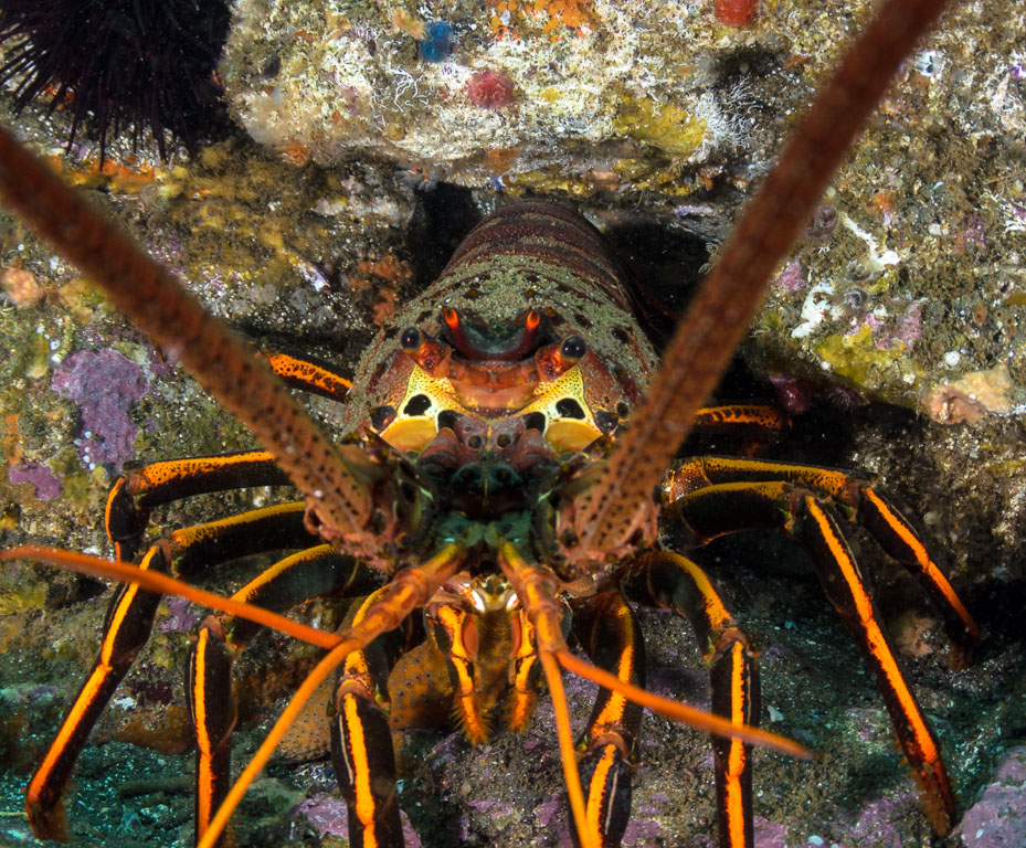 Panulirus interruptus TG_342_19.jpg