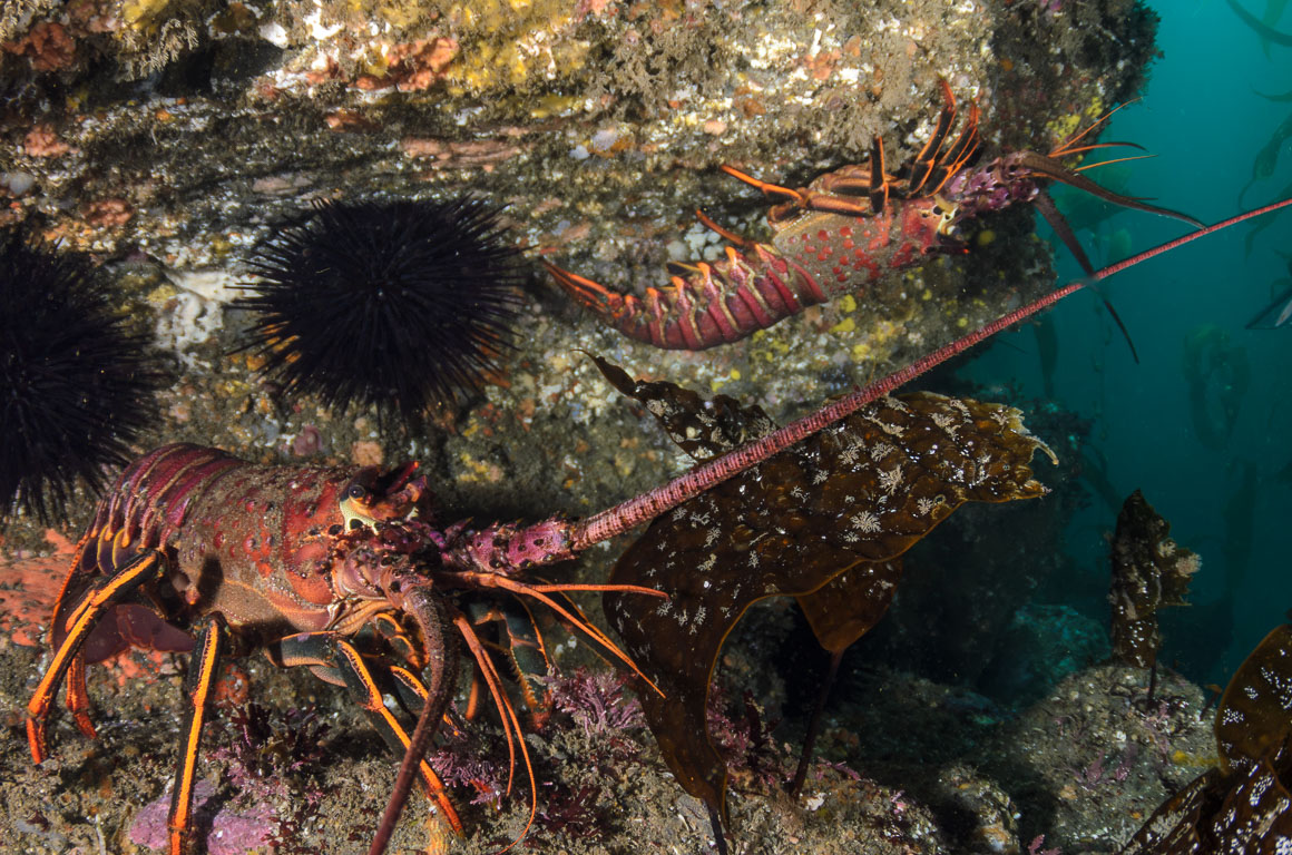Panulirus interruptus TG_342_55.jpg