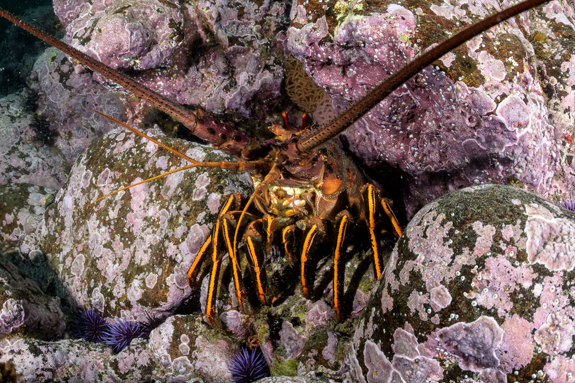 Panulirus interruptus TG_440_39.jpg