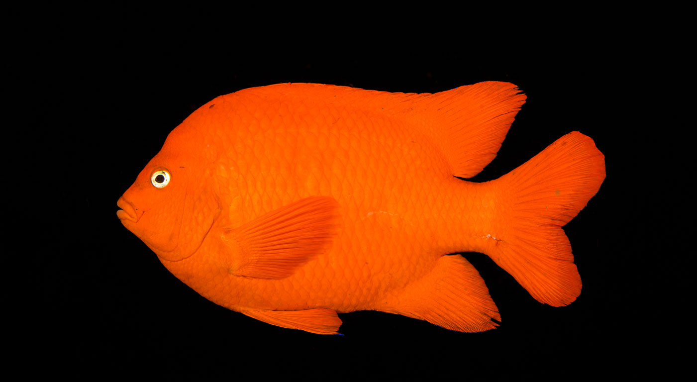 Hypsypops rubicundus TG_441_16.jpg