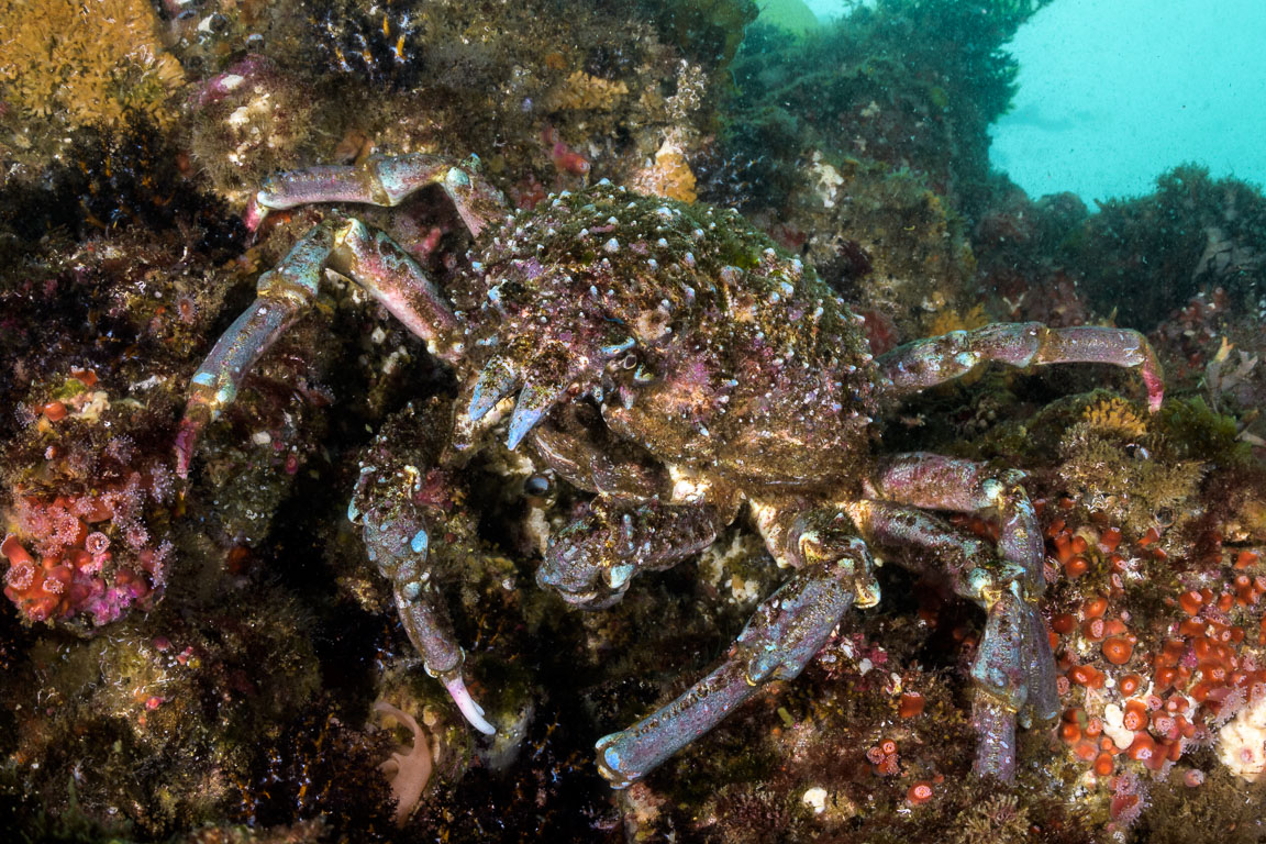 Loxorhynchus grandis TG_441_34.jpg