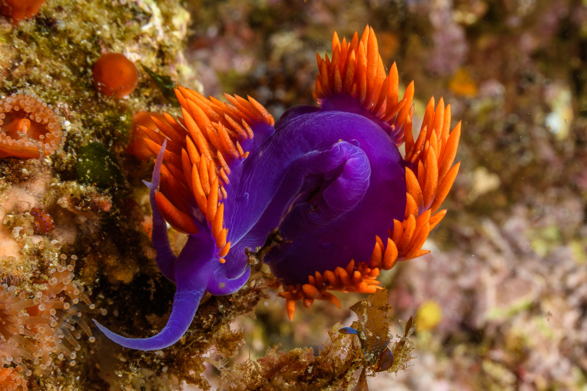 Flabellina iodinea TG_442_81.jpg