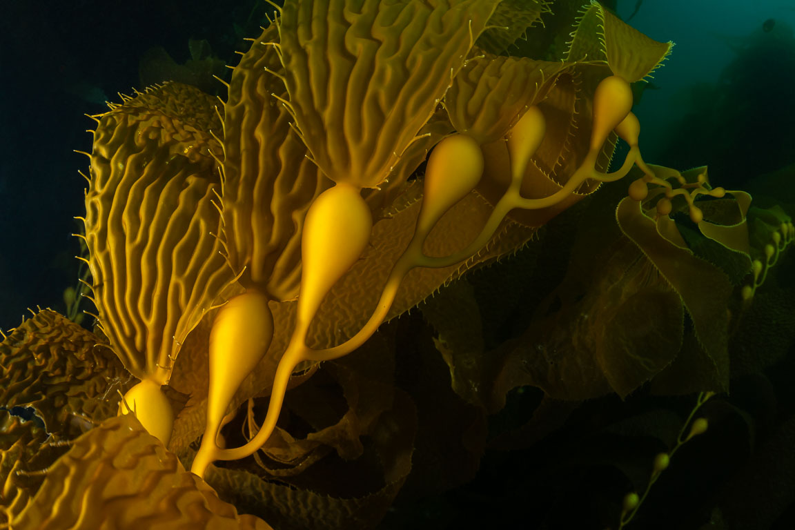 Macrocystis pyrifera TG_443_12-Edit-2.jpg