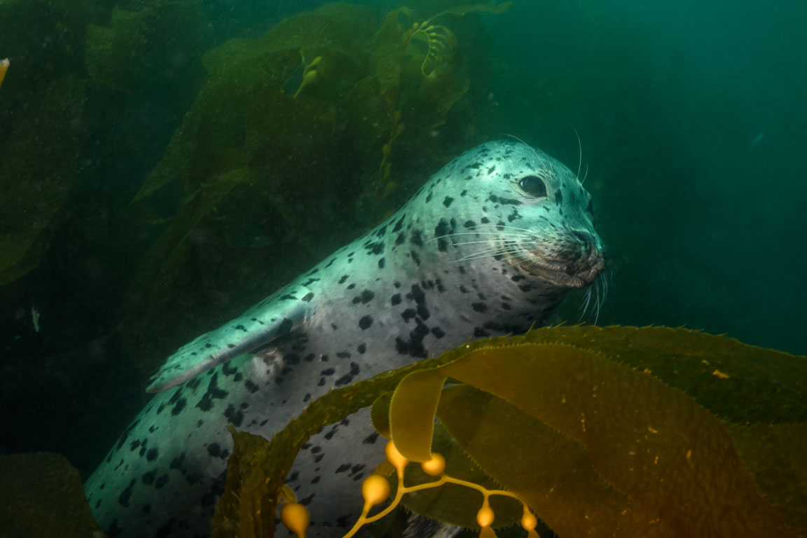 Phoca vitulina TG_443_27.jpg
