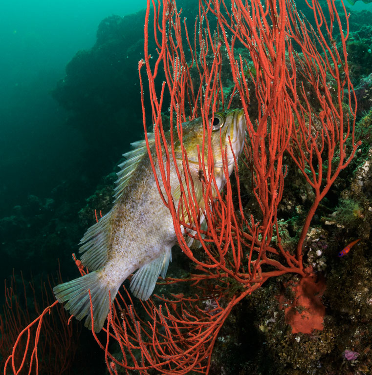 Sebastes atrovirens TG_445_16.jpg