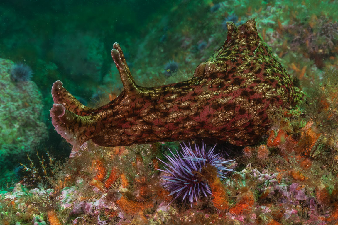 Aplysia californica TG_446_18.jpg