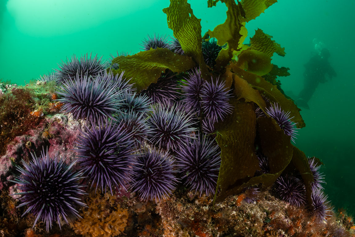 Strongylocentrotus purpuratus TG_446_31.jpg