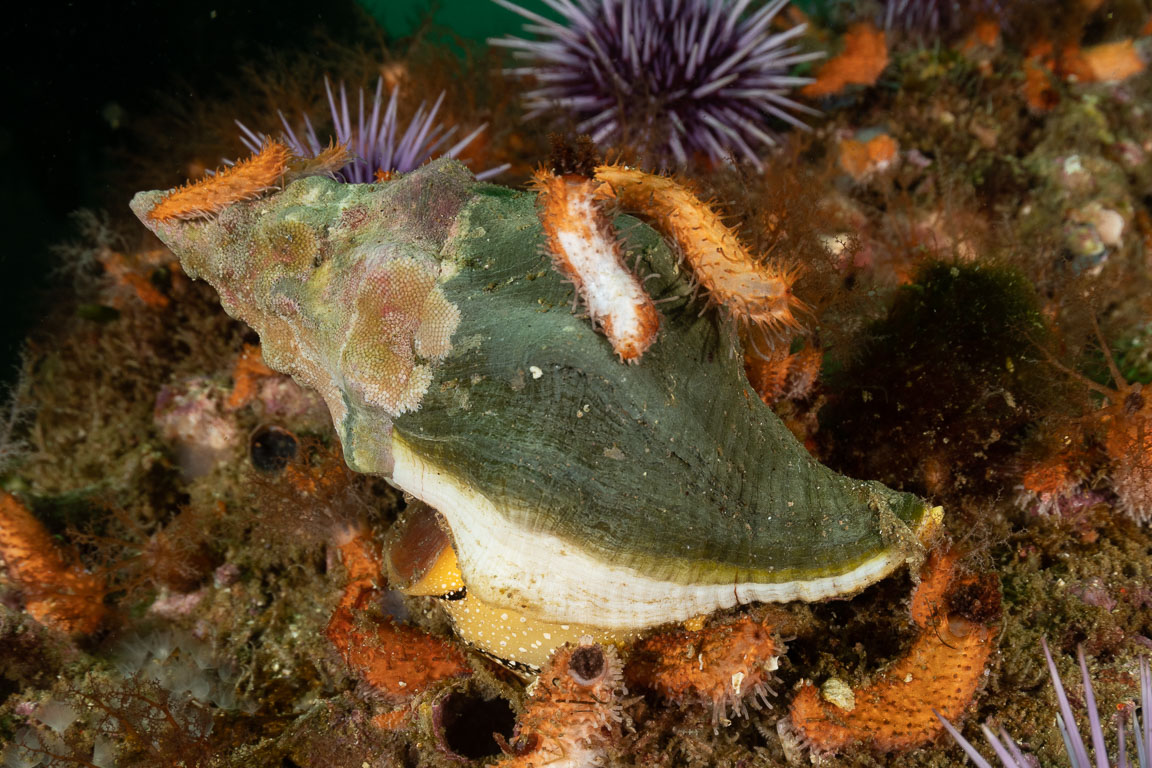 Pteropurpura festiva TG_446_51.jpg