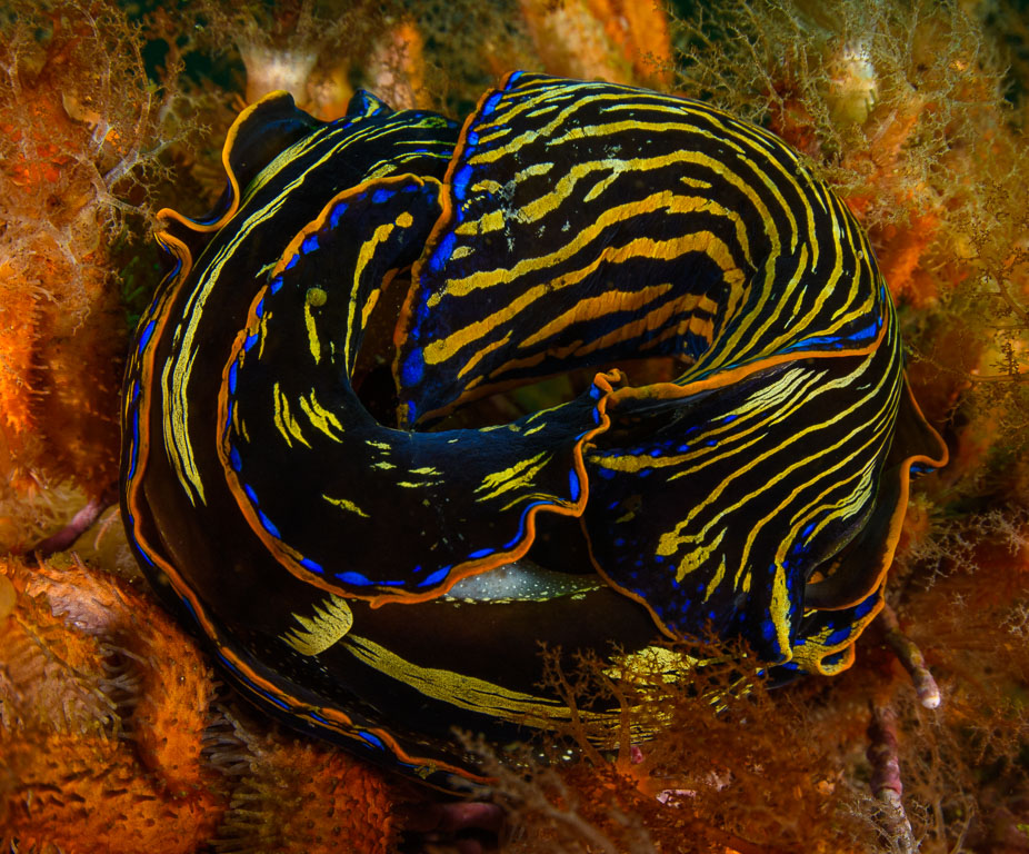 Navanax inermis TG_447_10.jpg