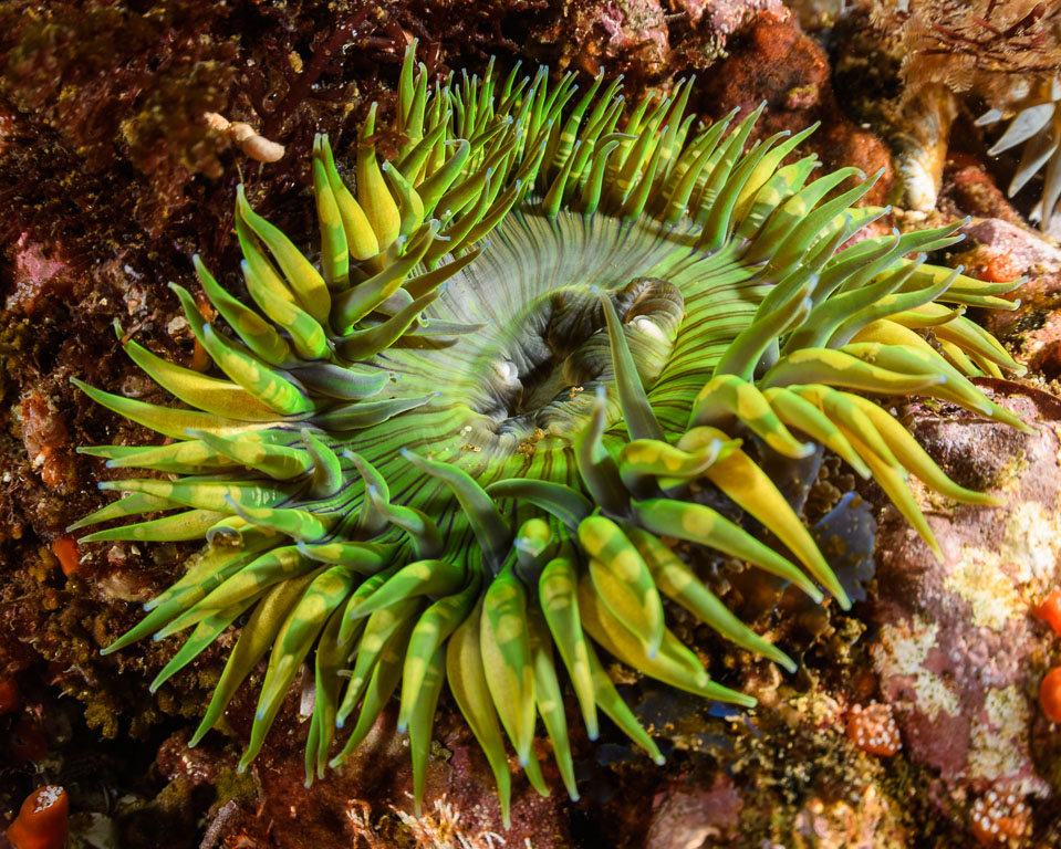 Anthopleura elegantissima TG_447_16.jpg