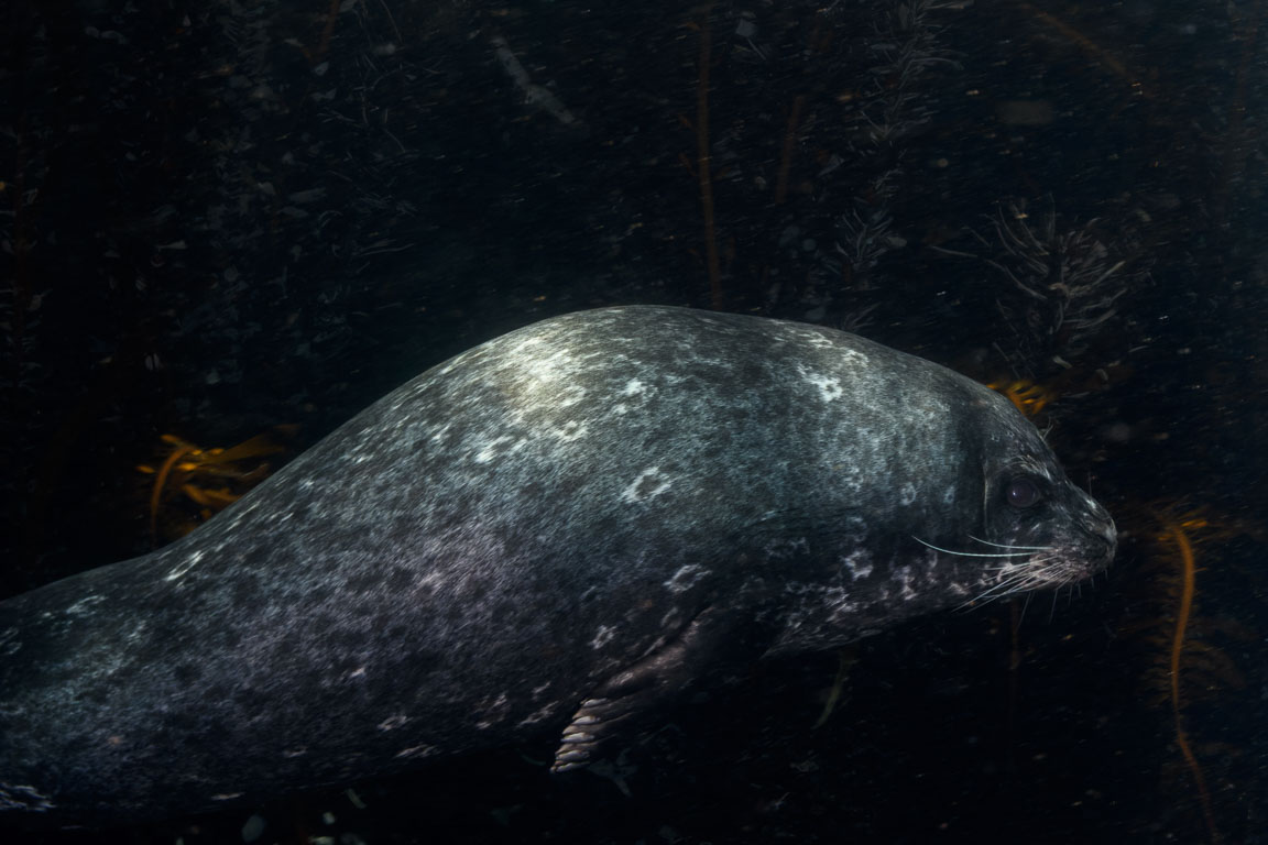 Phoca vitulina TG_447_40.jpg