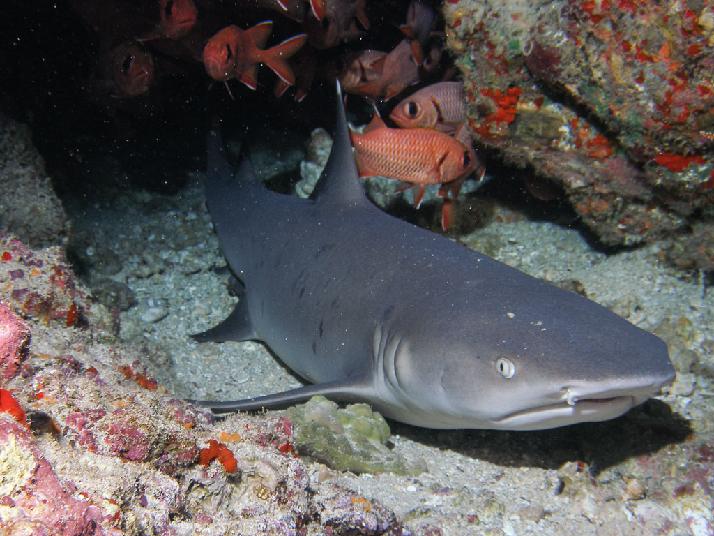Triaenodon obesus TG_099_10.jpg