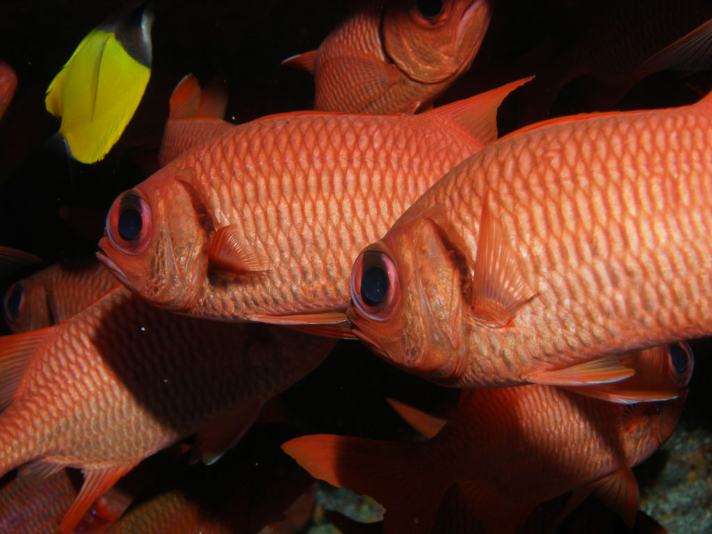 Myripristis berndti TG_100_27.jpg