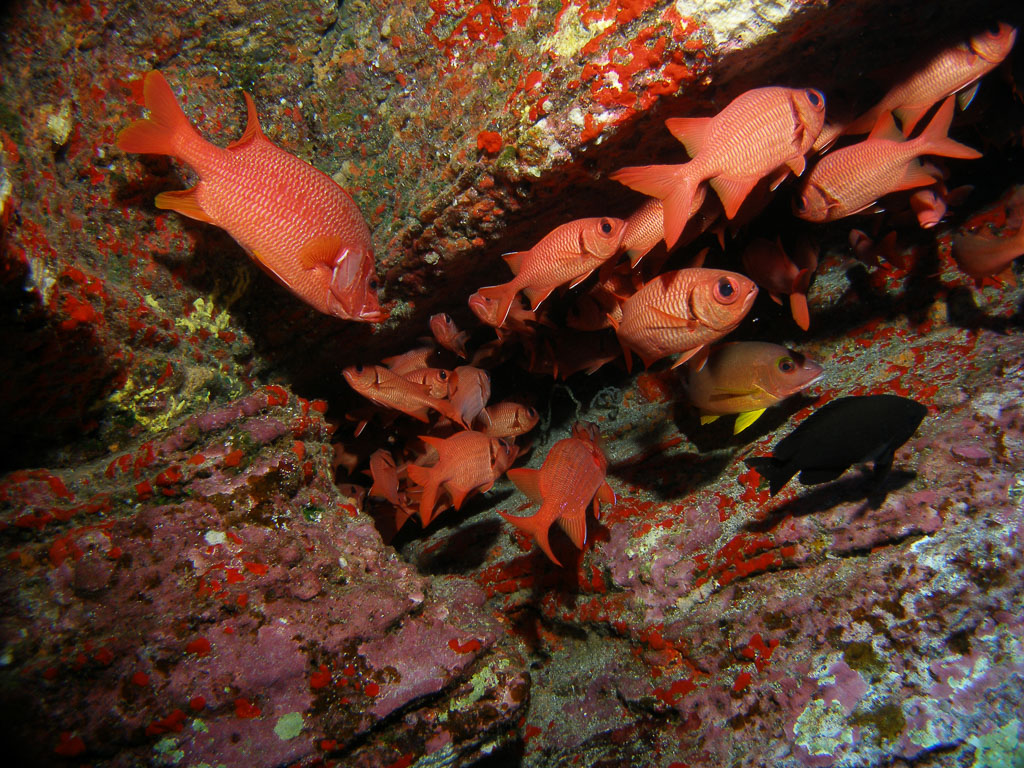 Myripristis berndti TG_100_29.jpg