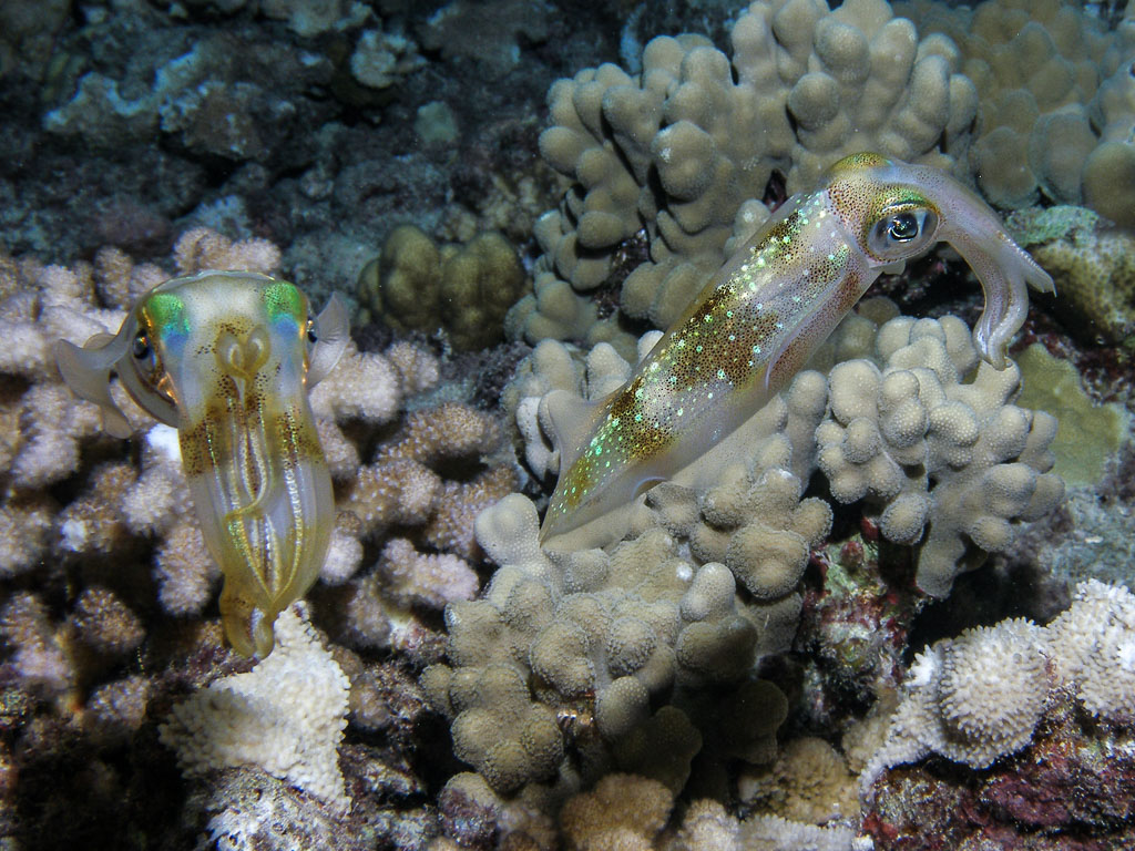 Sepioteuthis lessoniana TG_104_9.jpg