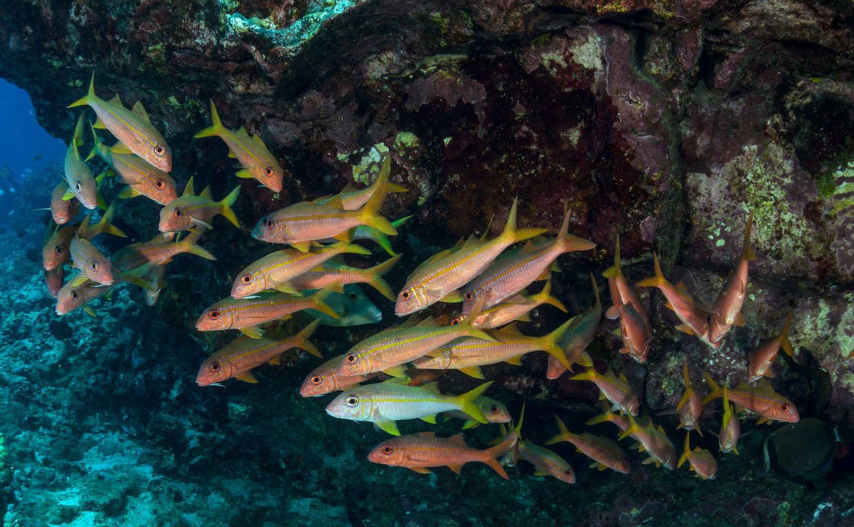 Mulloidichthys vanicolensis TG_384_50.jpg