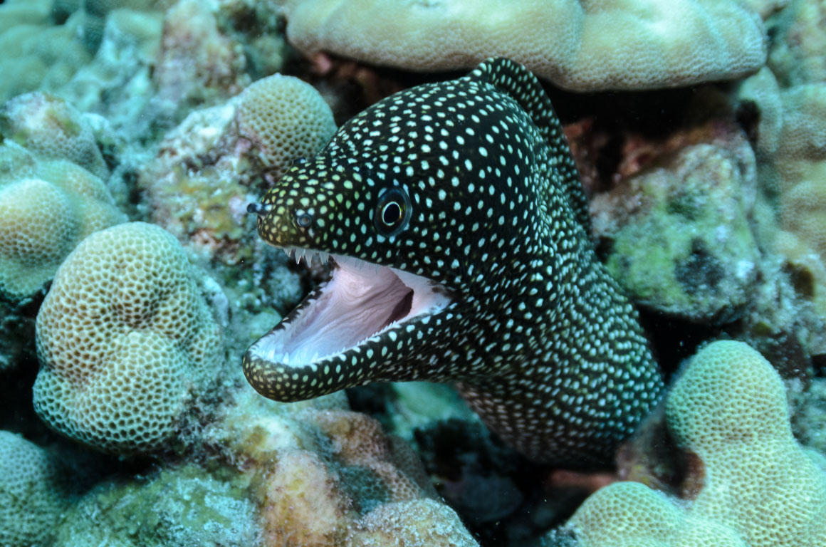 Gymnothorax meleagris TG_384_66_A.jpg