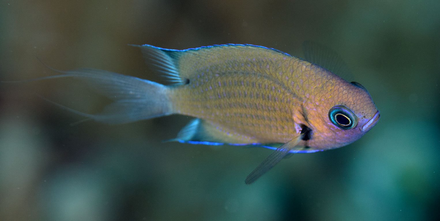 Chromis agilis TG_385_15.jpg