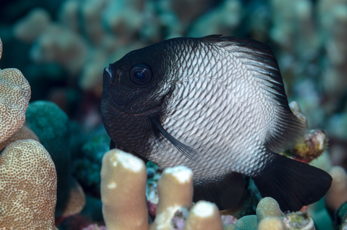 Dascyllus albisella TG_385_16.jpg