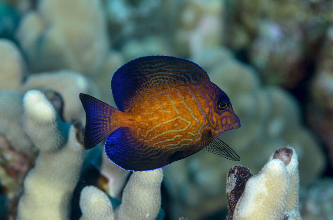 Ctenochaetus hawaiiensis TG_385_24.jpg