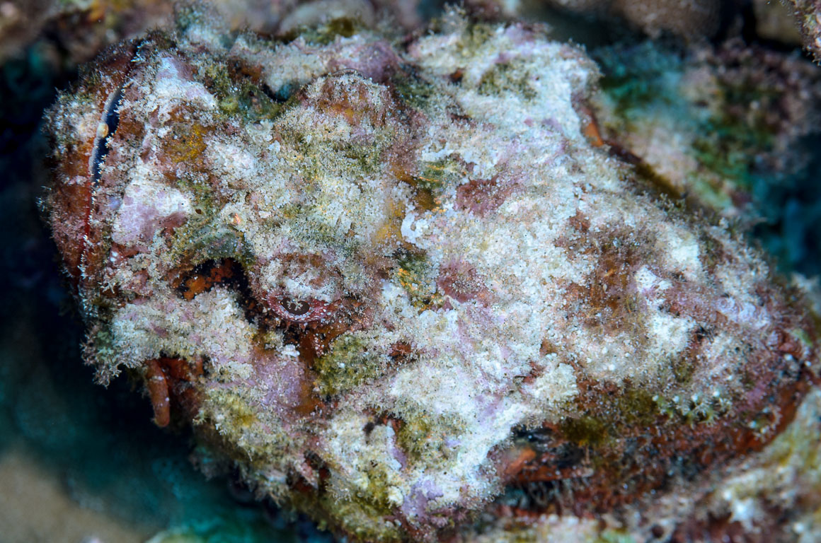 Scorpaenopsis cacopsis TG_385_35.jpg