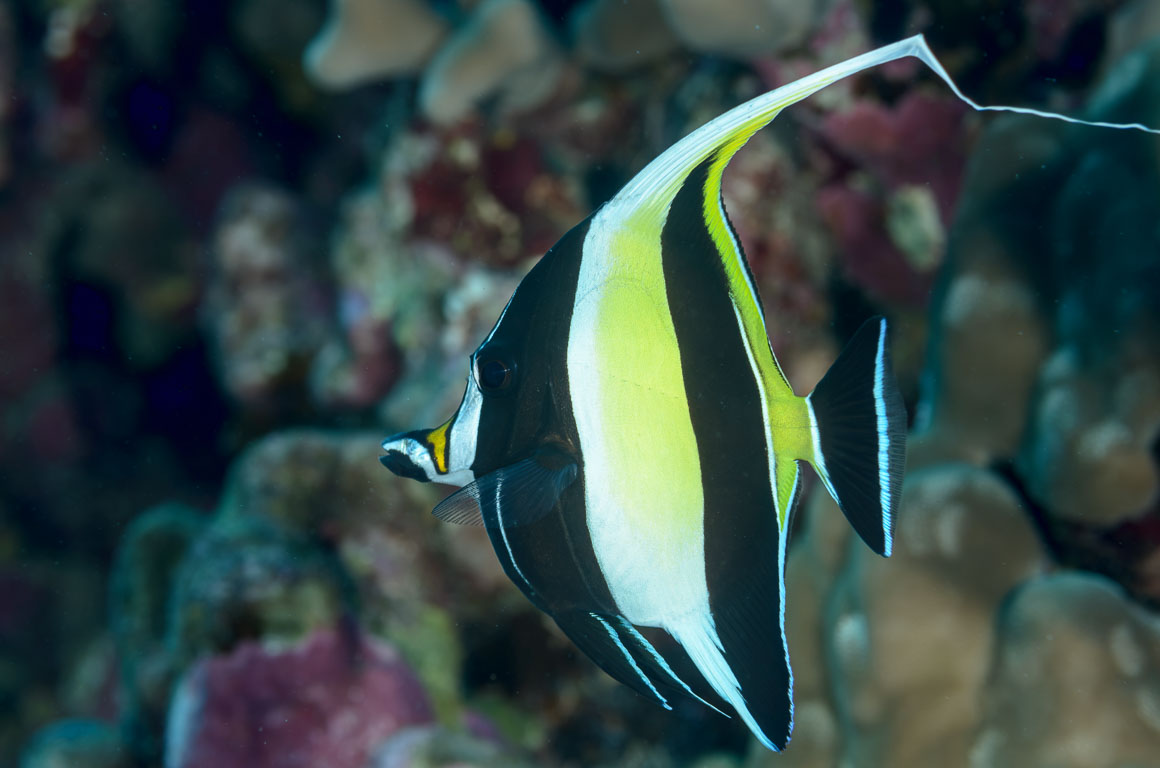 Zanclus cornutus TG_385_43.jpg