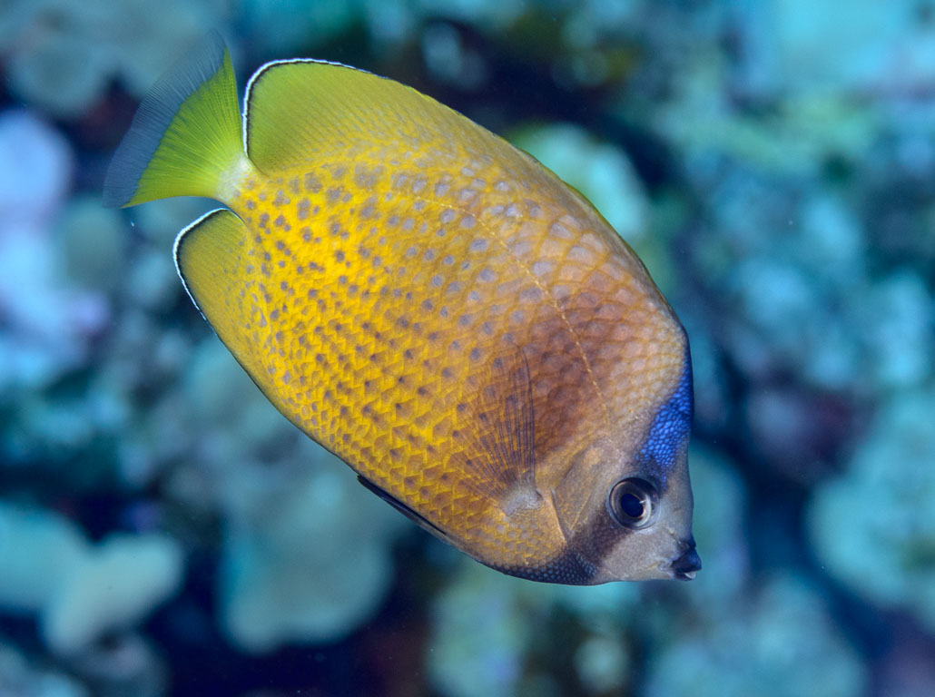 Chaetodon kleinii TG_385_54.jpg