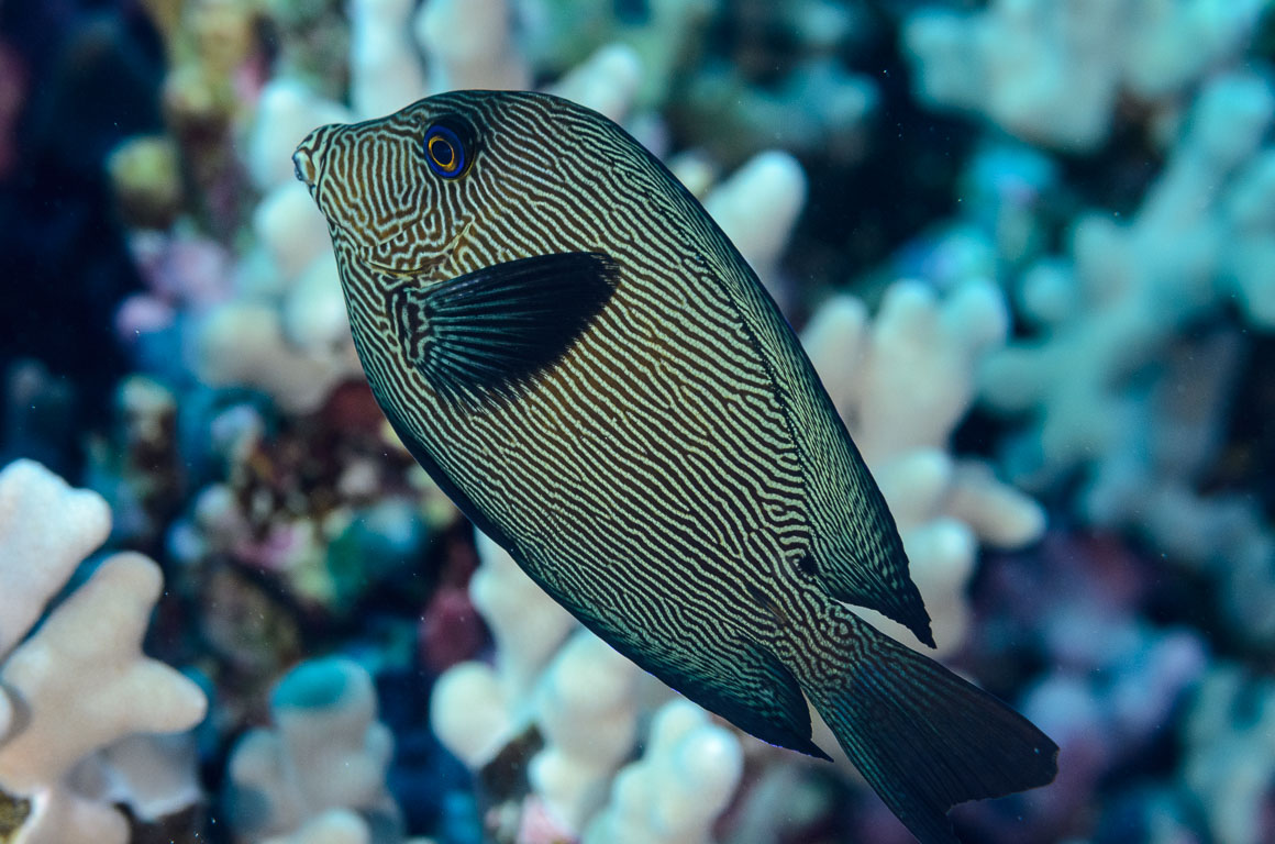 Ctenochaetus hawaiiensis TG_385_55.jpg