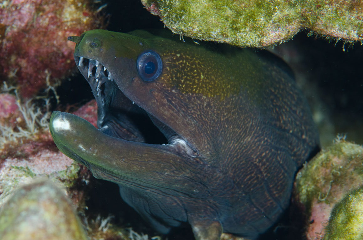 Gymnothorax undulatus TG_385_77.jpg