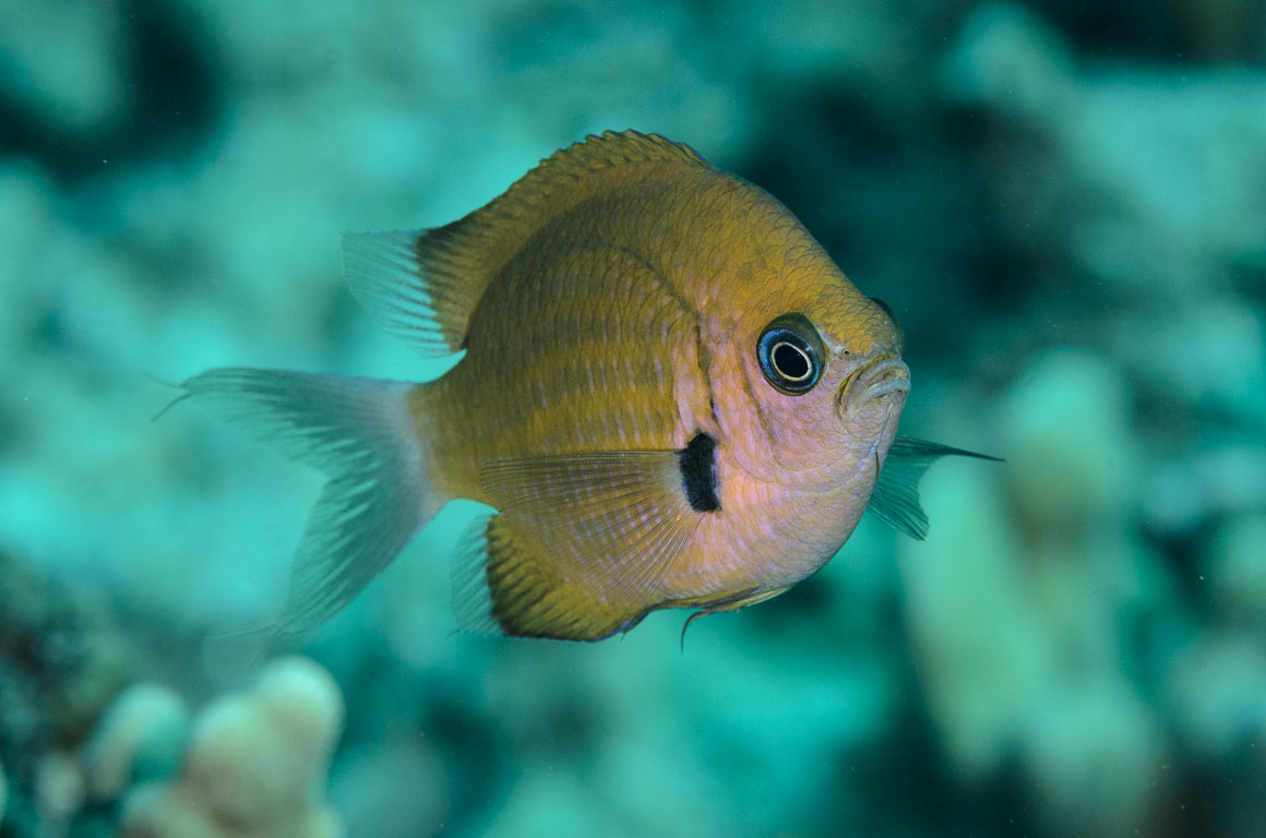 Chromis agilis TG_385_99.jpg