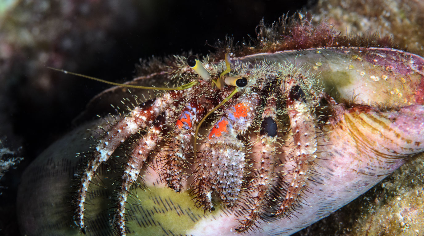 Dardanus sanguinocarpus TG_387_67.jpg