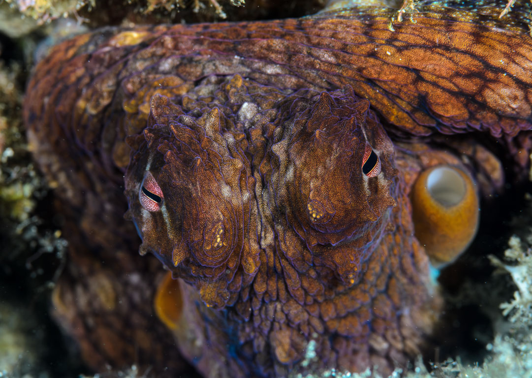 Octopus cyanea TG_388_19.jpg