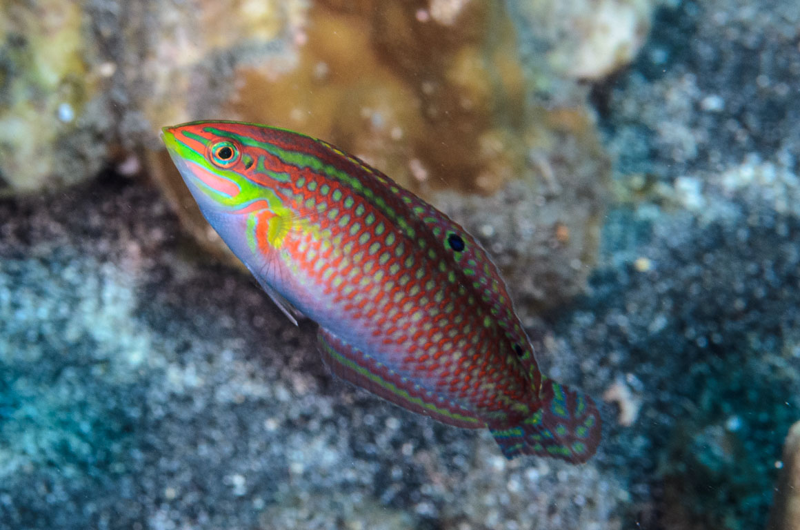 Halichoeres ornatissimus TG_388_1_A.jpg