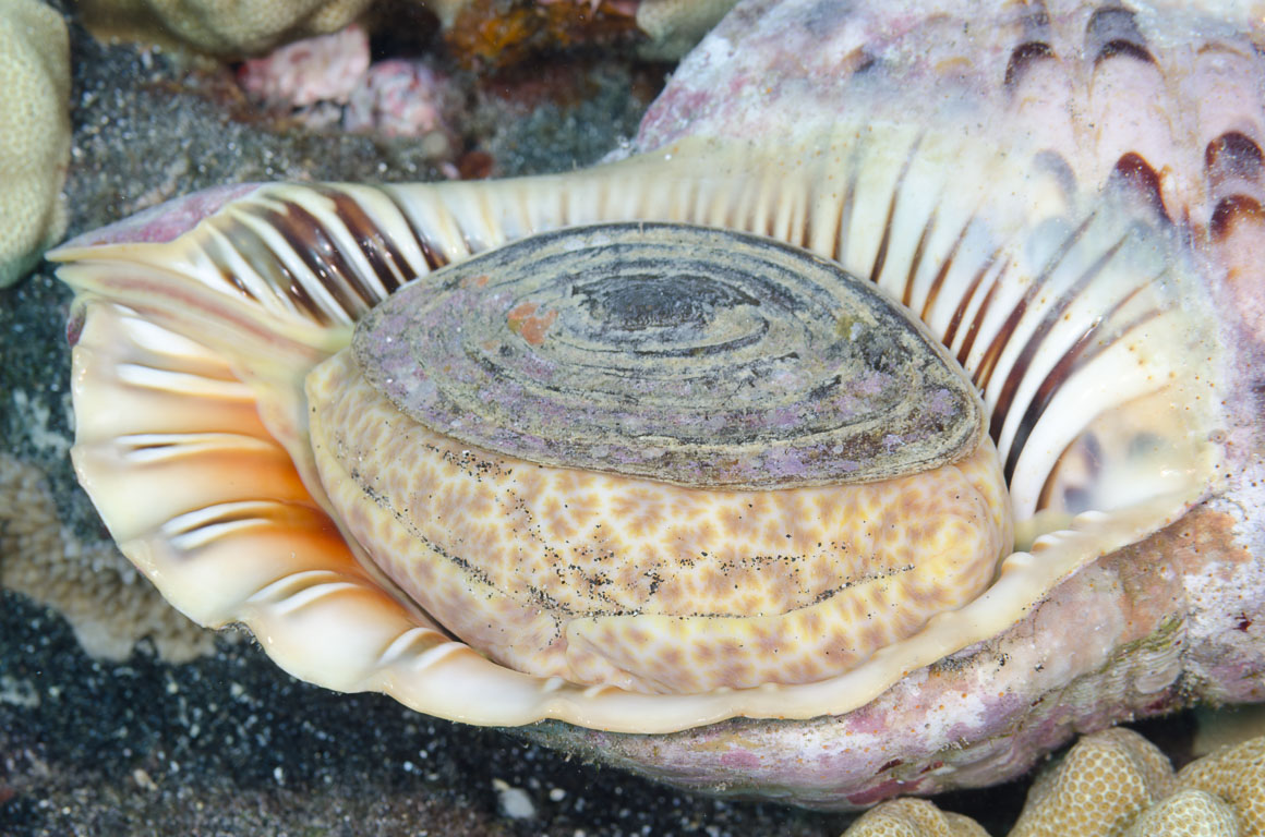 Charonia tritonis TG_388_86_A.jpg