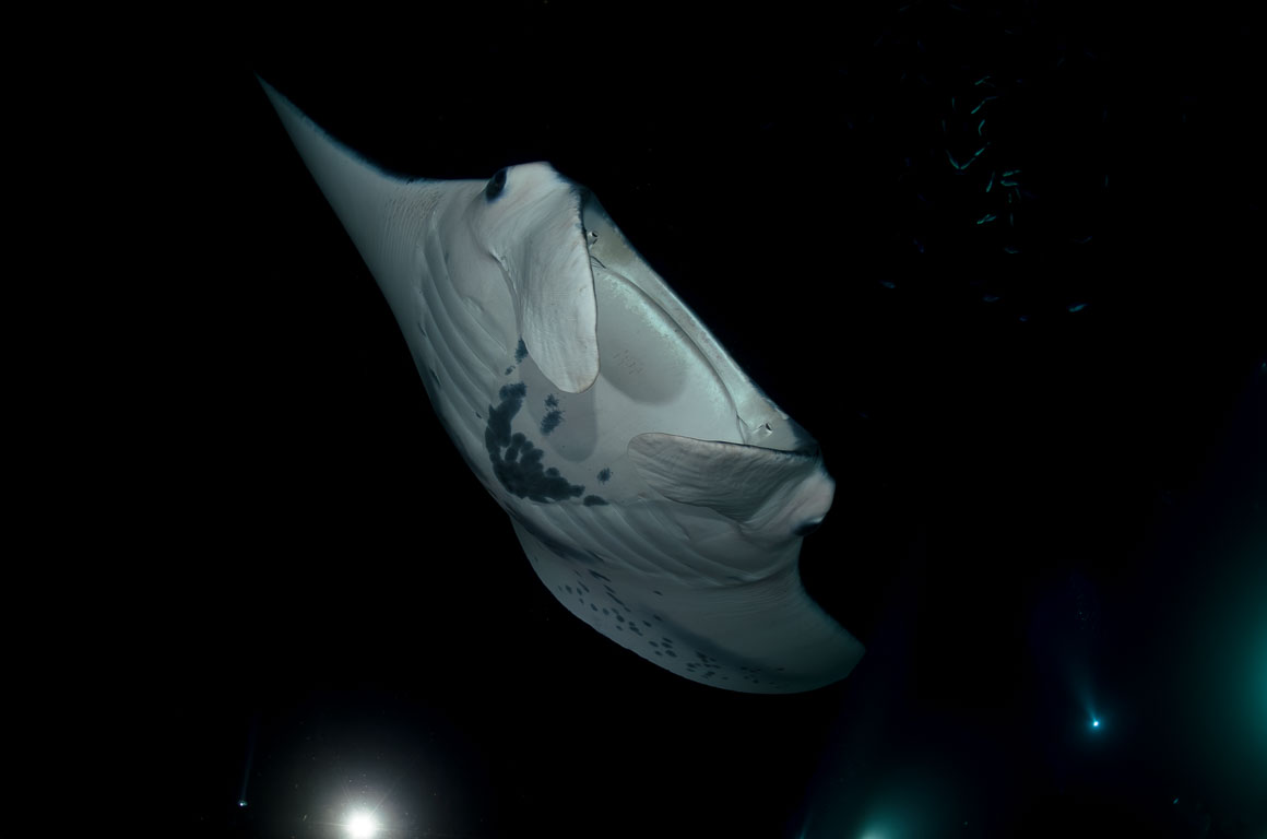 Manta birostris TG_389_109.jpg