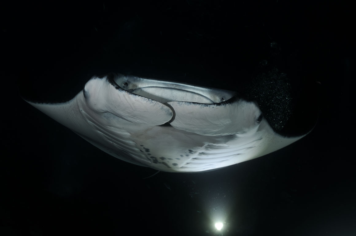 Manta birostris TG_389_49.jpg