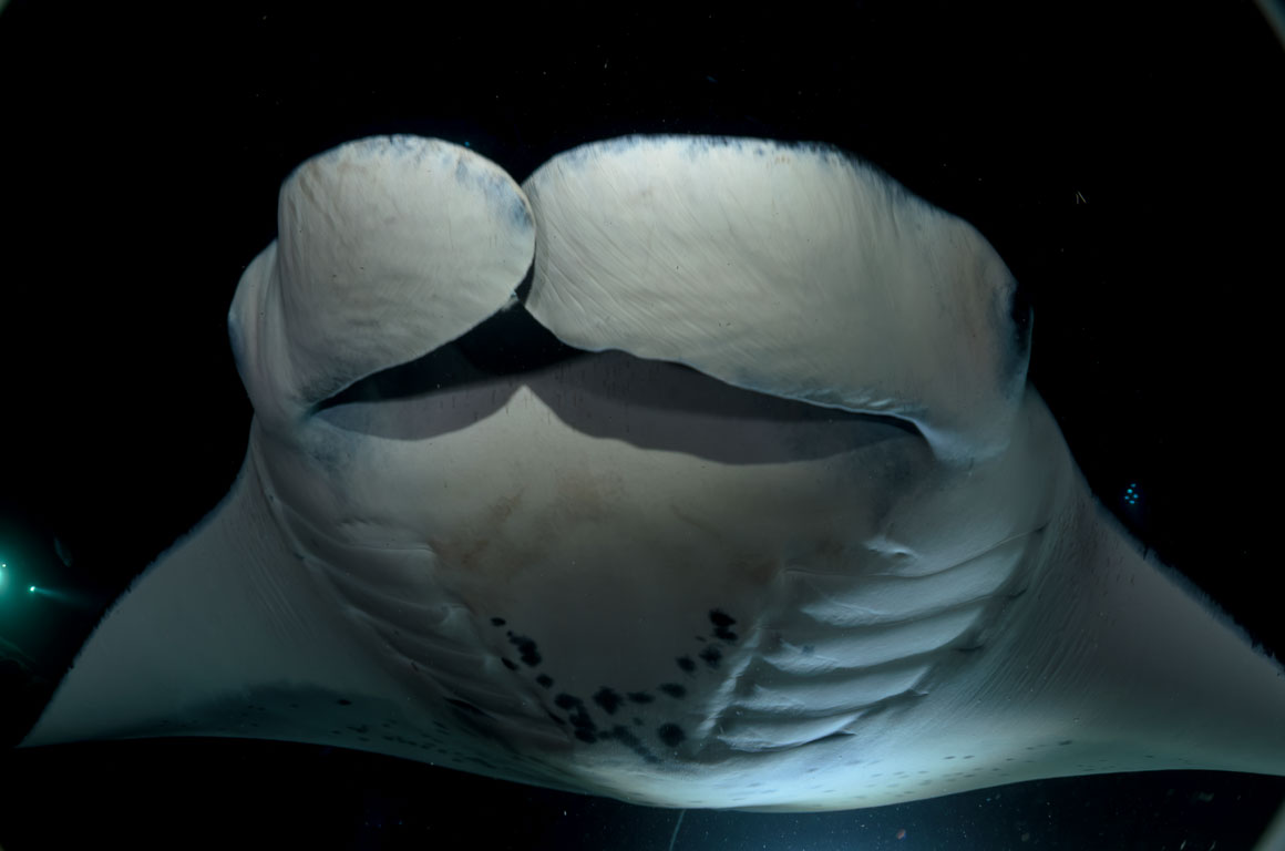 Manta birostris TG_389_50.jpg