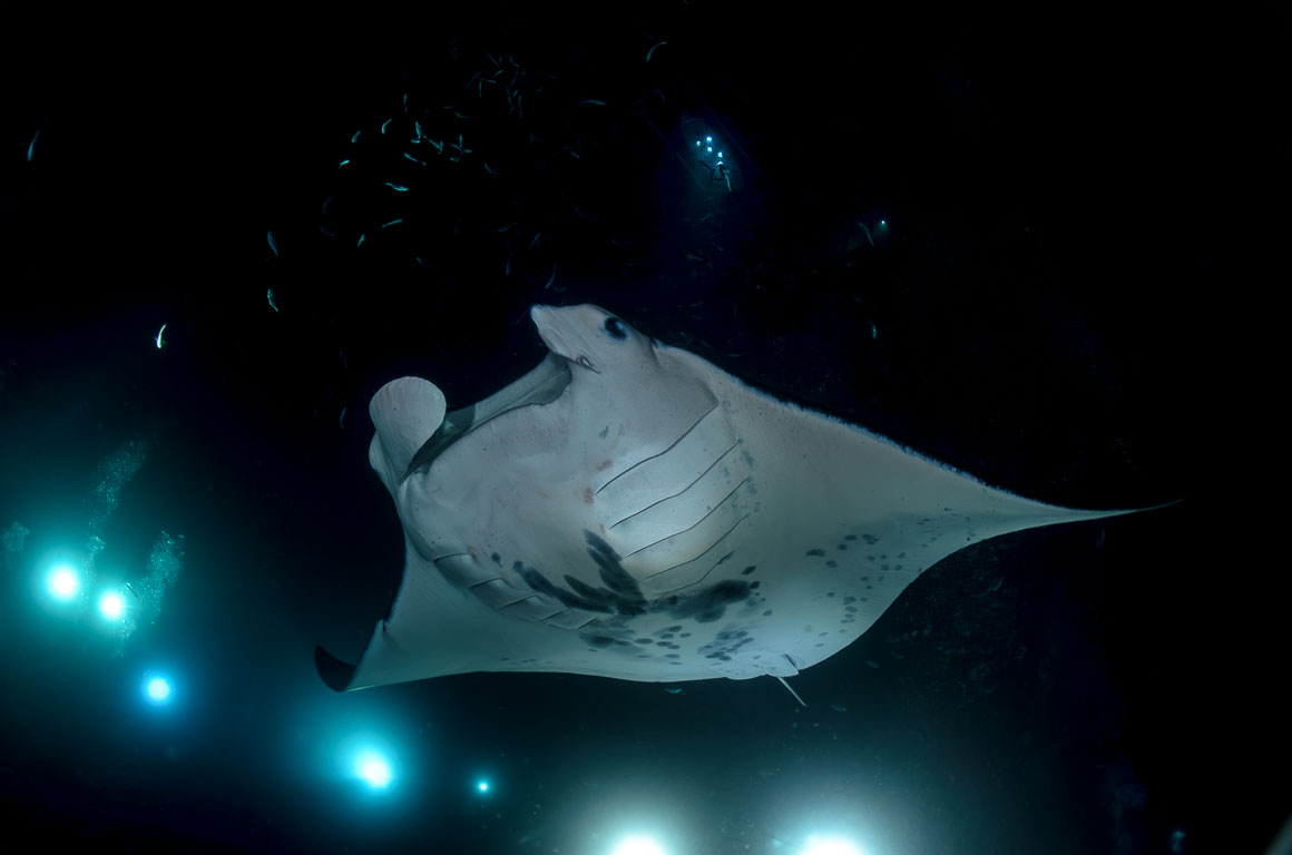 Manta birostris TG_389_67.jpg