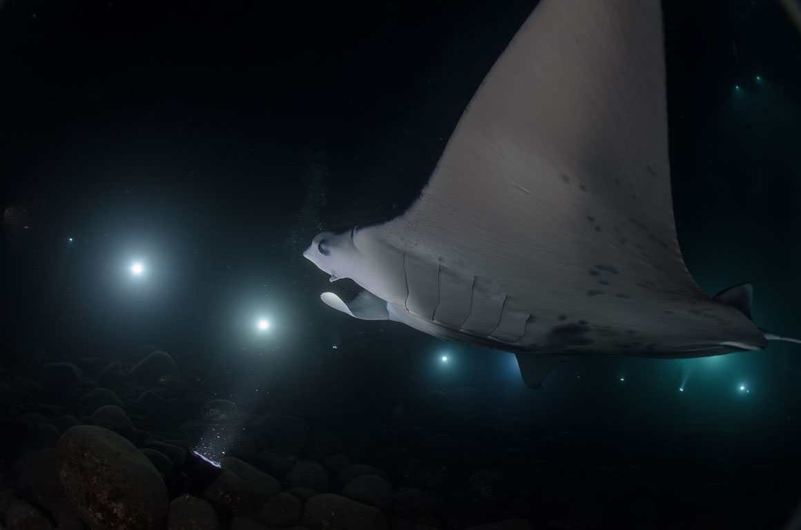 Manta birostris TG_389_89.jpg