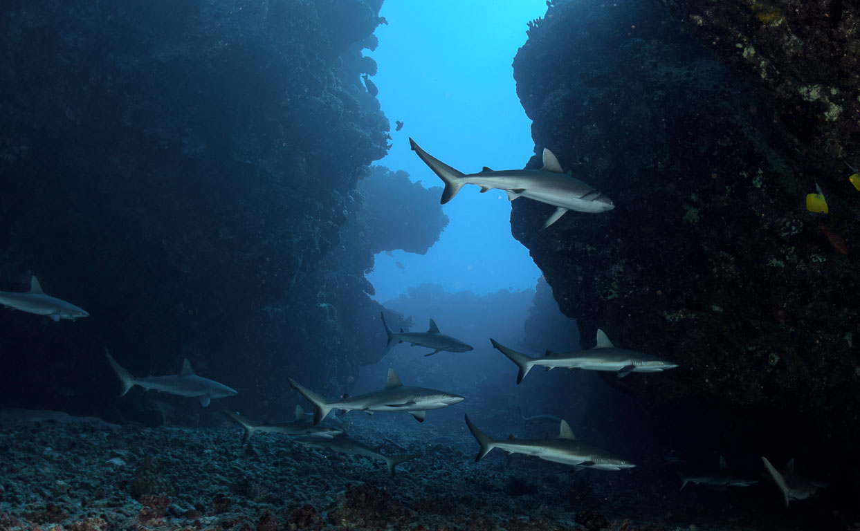 Carcharhinus amblyrhynchos TG_390_29.jpg