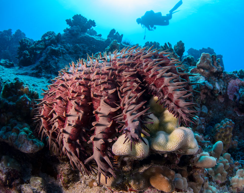 Acanthaster planci TG_390_38.jpg