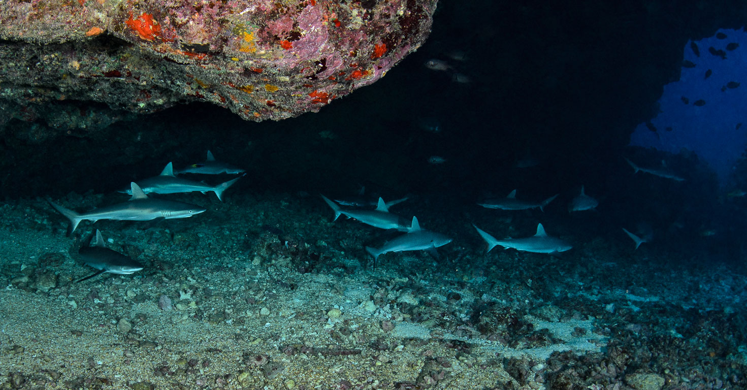 Carcharhinus amblyrhynchos TG_390_58.jpg