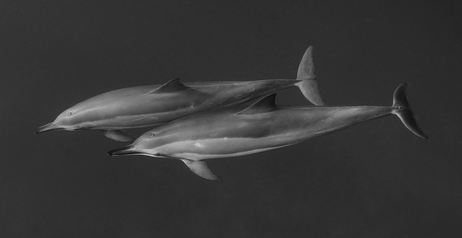 Stenella longirostris TG_391_8.jpg