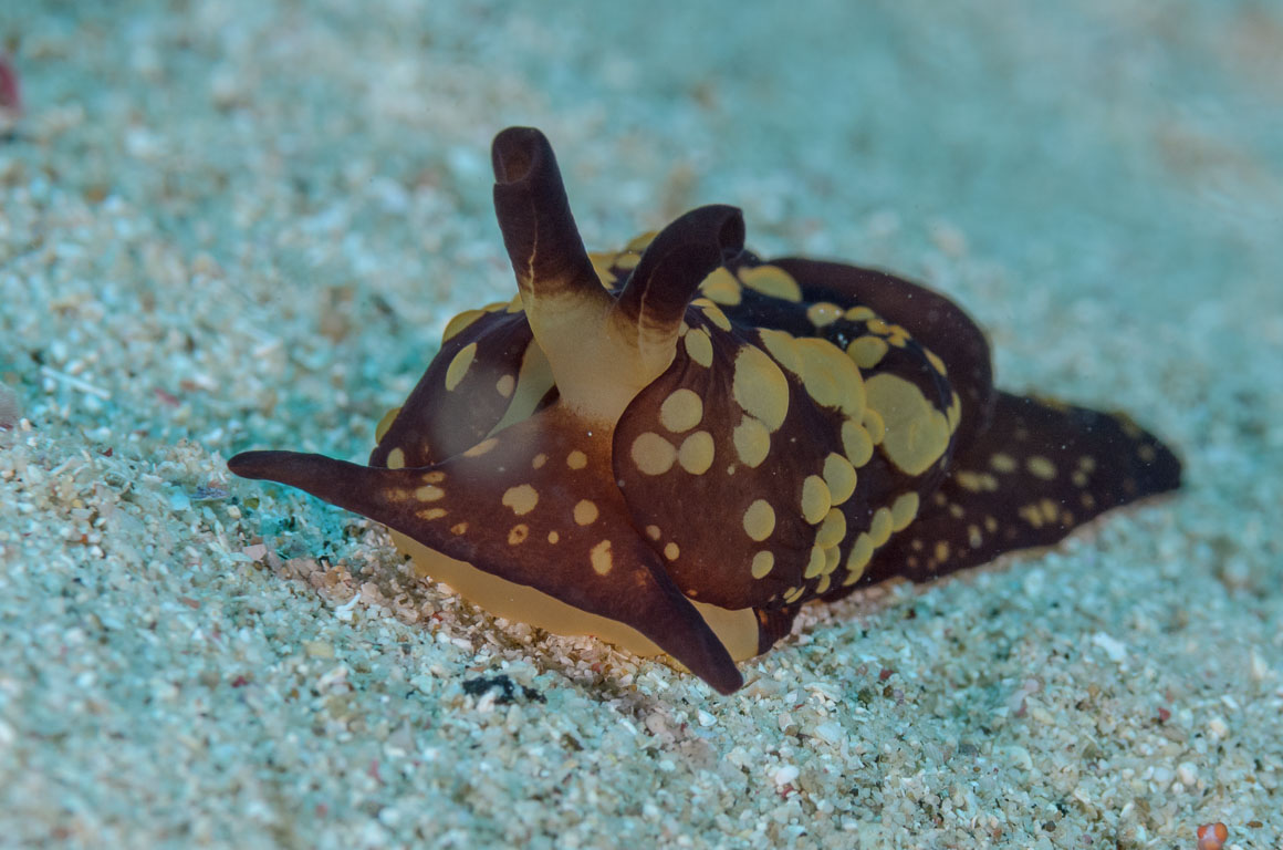 Berthella martensi TG_405_111.jpg