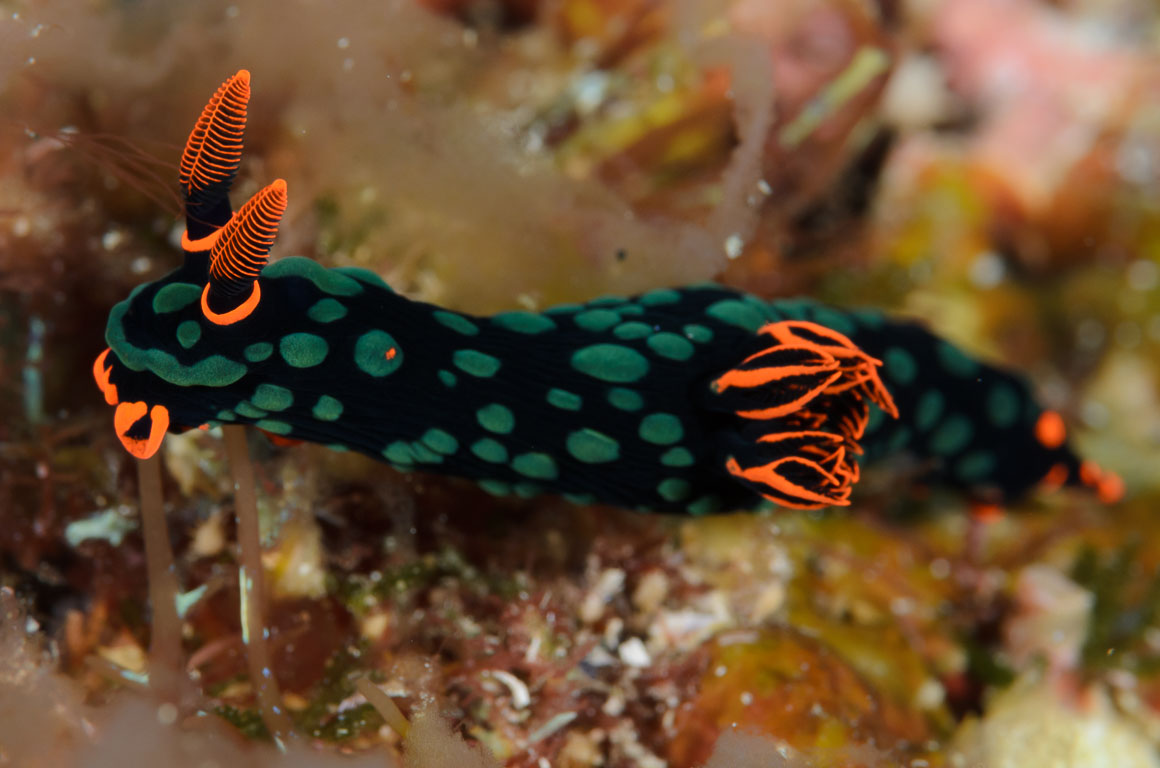 Nembrotha kubaryana TG_405_89.jpg