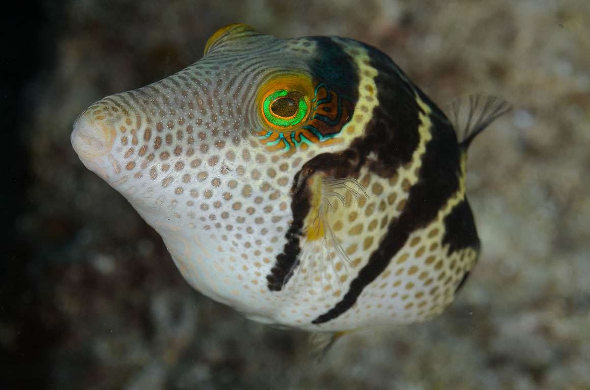 Canthigaster valentini TG_406_123-Bearbeitet.jpg