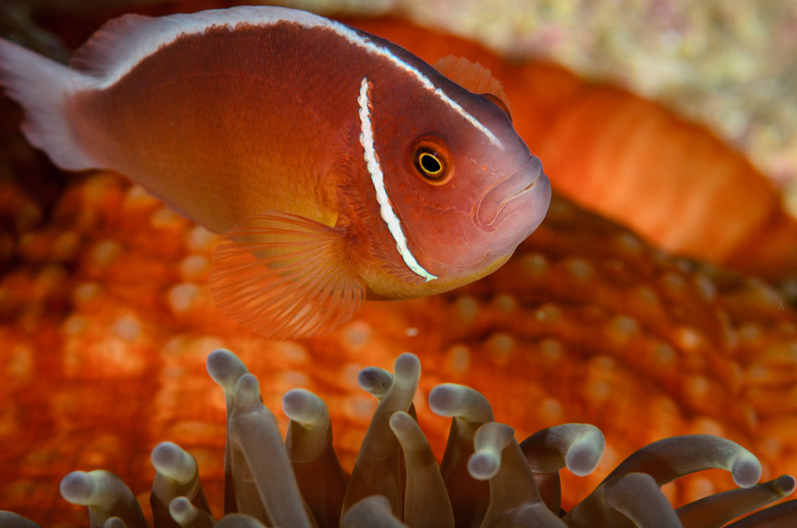 Amphiprion perideraion TG_406_132.jpg